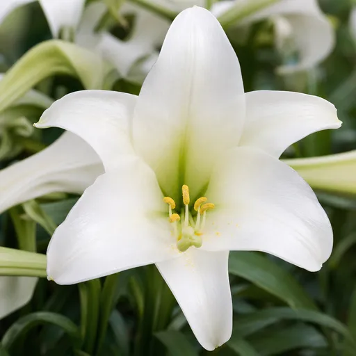 Illustration of Amazon Lily as a raw material