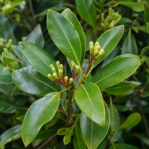 Illustration of Clove Leaf as a raw material