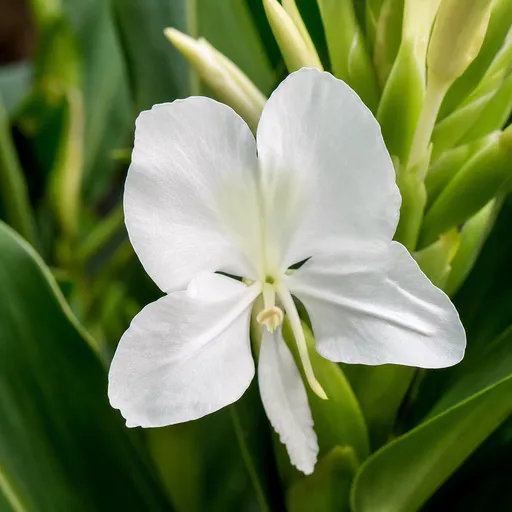 Illustration of Ginger flower as a raw material