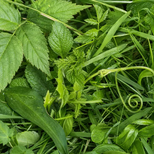 Illustration of Green as a raw material