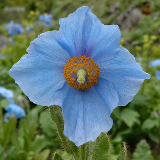 Illustration of Blue Himalayan Poppy as a raw material