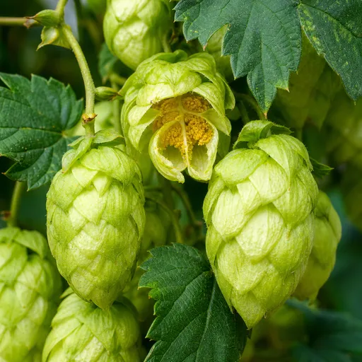 Illustration of Hops as a raw material