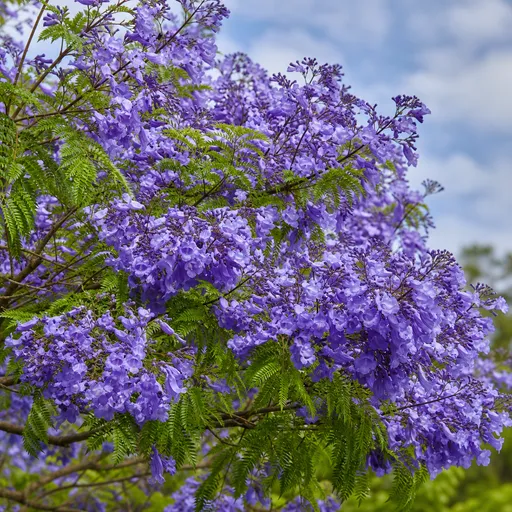 Illustration of Jacaranda as a raw material