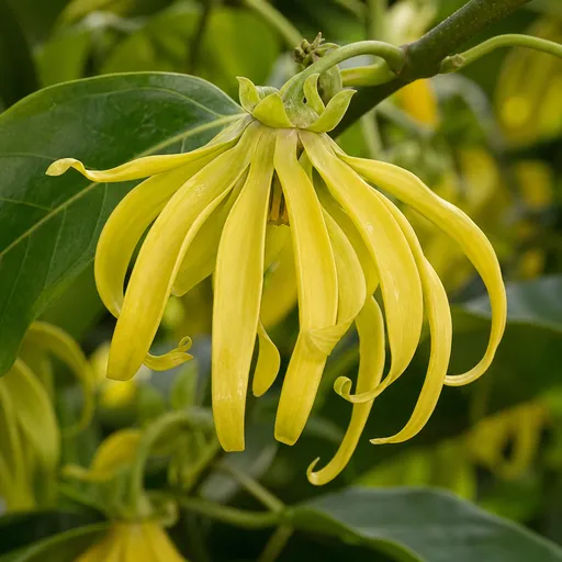 Illustration of Madagascar Ylang-Ylang as a raw material