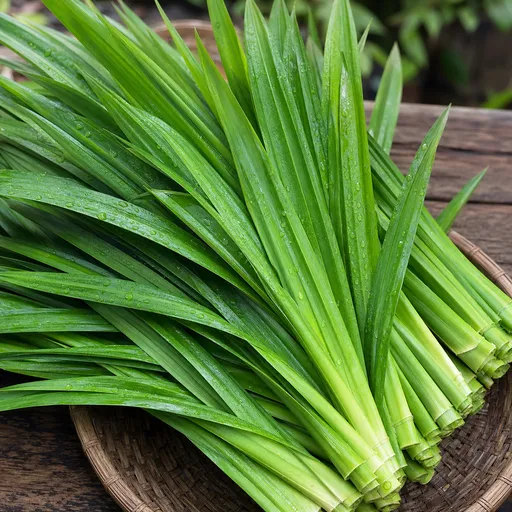 Illustration of Pandan Leaf as a raw material