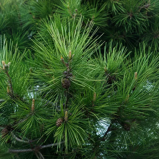 Illustration of Pine Tree Needles as a raw material