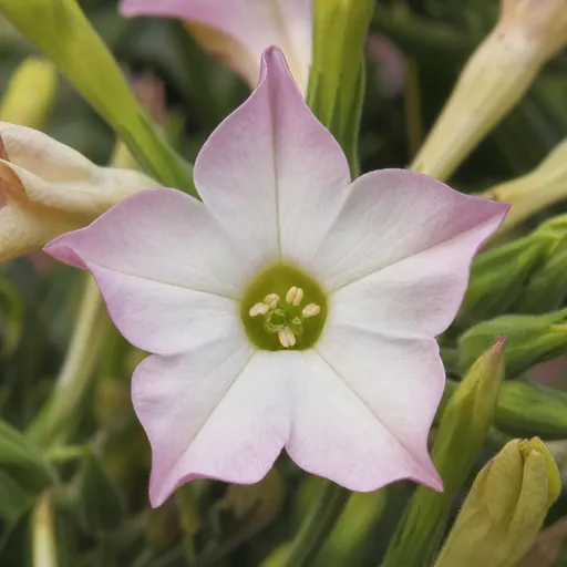 Illustration of Tobacco Blossom as a raw material