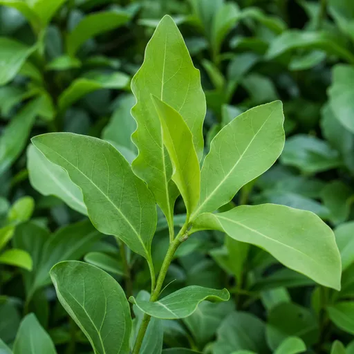 Illustration of Vegetal Notes as a raw material