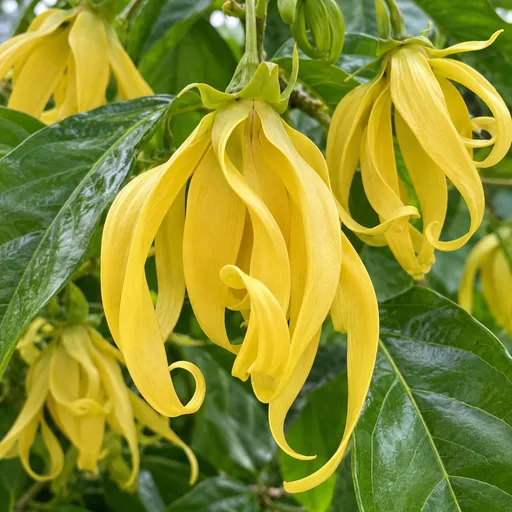 Illustration of Ylang Ylang Absolute as a raw material