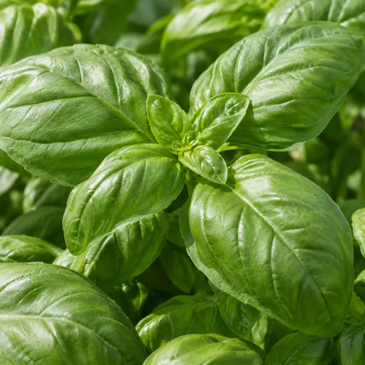Illustration of Sweet Basil as a raw material