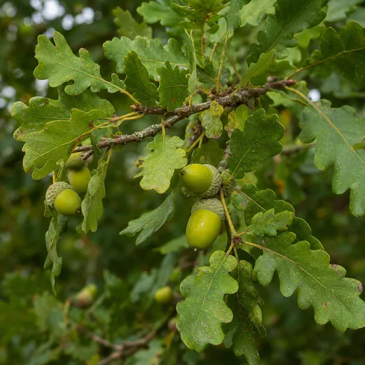 Illustration of Oak Tree as a raw material