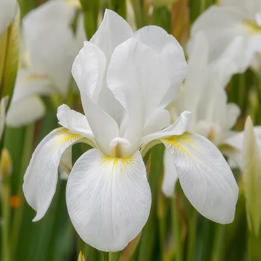 Illustration of White Iris Accord as a raw material