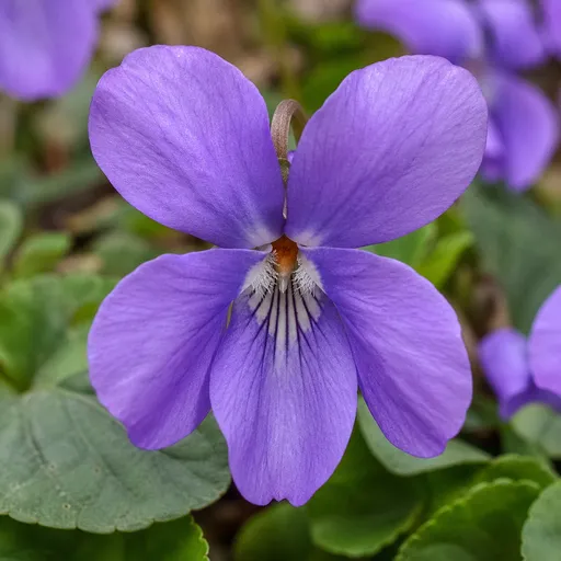 Illustration of Wild Violets as a raw material