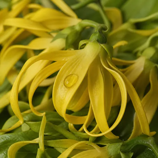 Illustration of Ylang Ylang Essence as a raw material